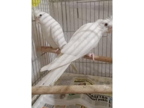 Albino sultan papağanı takımlar