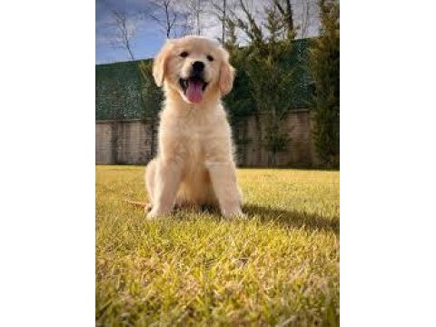 2 aylık yumurcak golden retriever yavrular