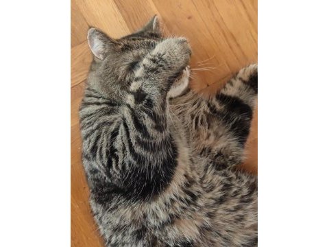 Kısır çipli scottish fold erkek kedime yeni yuva arıyoruz