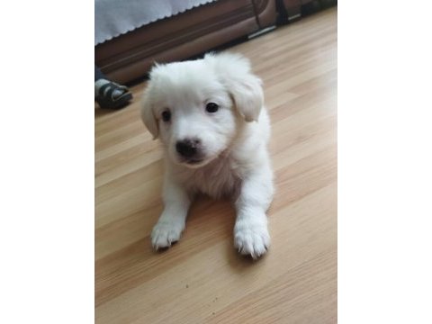 Yavru dişi köpeğimiz