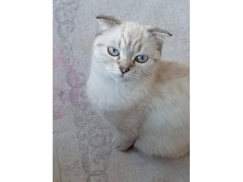 Scotisch short hair norweç kedisi 4aylık dişi yavru