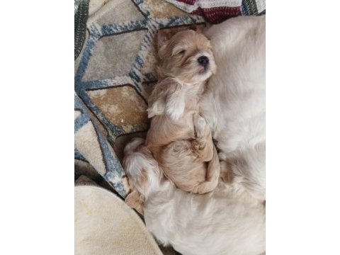 A kalite maltipoo yavrular