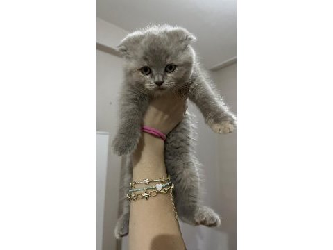 2 aylık yavru scottish fold kedilerimiz