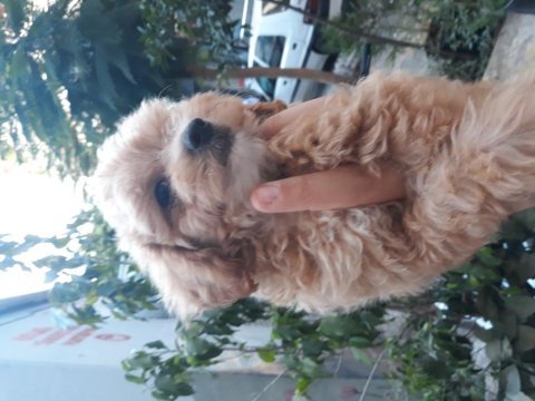 Maltipoo yavrularımız ırk ve sağlık garantili