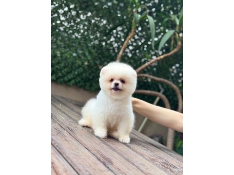 A kalite 1. sınıf pomeranian boo teddy bear