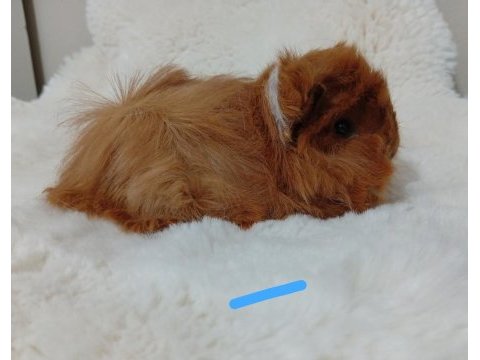 Sevimli guinea pig yavruları