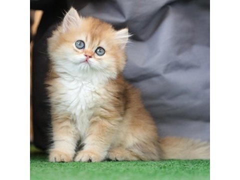 Anne baba şecereli safkan golden british longhair dişi