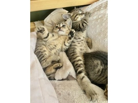 British shorthair melez kedimiz