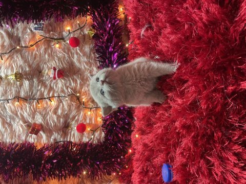 Her renk her cins british shorthair yavrumuz mevcuttur