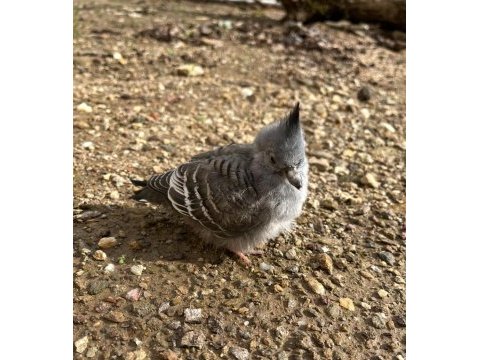 Crested pigeon (avustralya kumrusu)