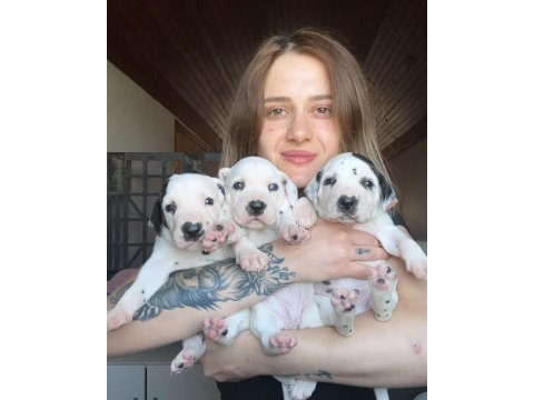 Dalmaçyalı köpeği yavrular