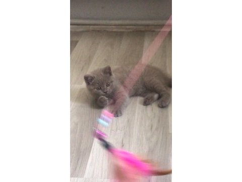 Sağlıklı british shorthair