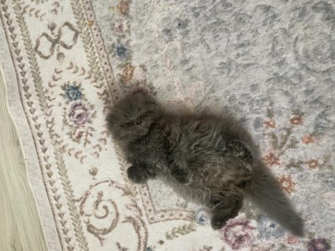 Nazlı scottish fold kızımız ömürlük yuvasını bekliyor