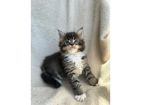 Minik dev maine coon heyrion