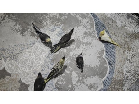 Yeme yeni düşen sultan papağanı yavrular