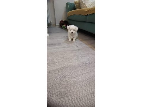 1 aylık orjinal tilki surat maltese terrier