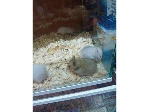 Hamster lar geldi