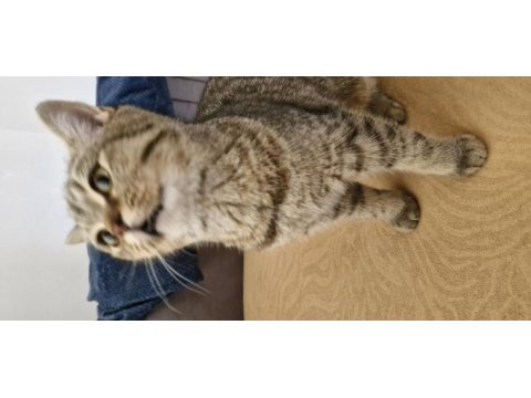 9 aylık dişi british shorthair bursa