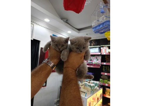 British shorthair yavrular