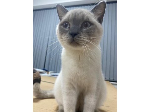 Blue point british shorthair pamuk açıklamayı okuyunuz