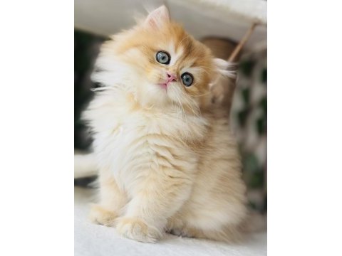 Safkan şecereli golden erkek british longhair