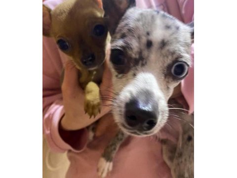 8 aylık merle chihuahua nadir bulunan bir cins