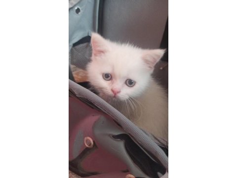 2 aylık british shorthair
