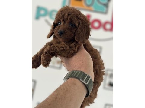 Petmode köpek çiftliğinden ziyarete açık toy poodle