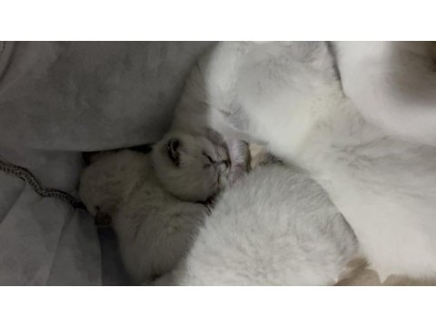 British shorthair beyaz kedimiz