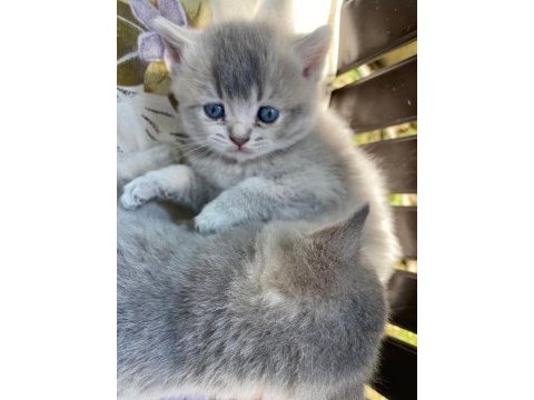 British shorthair yavru kırk günlük