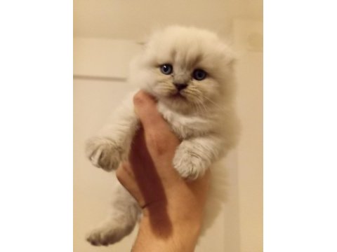 3 aylik çok güzel erkek scottish fold