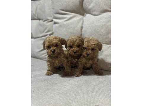 Evinizin neşesi poodle yavrular 