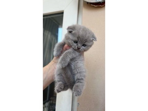 Scottish fold yavru kedimiz