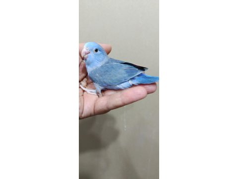 Forpus erkek bebek