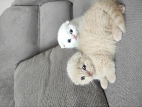 Scottish fold ve blue point sahibinden kediler