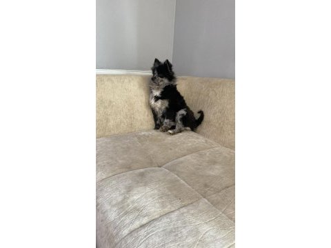 Pomeranian merle erkek