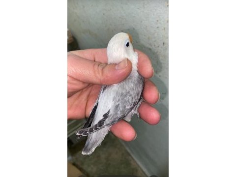 Kendi üretimim cennet üst mutasyon yavrularım