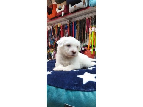 Maltese teriyer köpekler