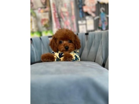 Kore kan ırk ve sağlık garantili aşılı erkek yavru poodle