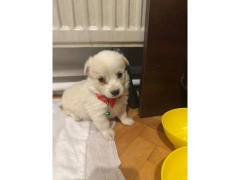 Maltipoo yavru