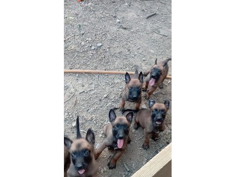 Belçika kurdu yavrular ırk sağlık garantili