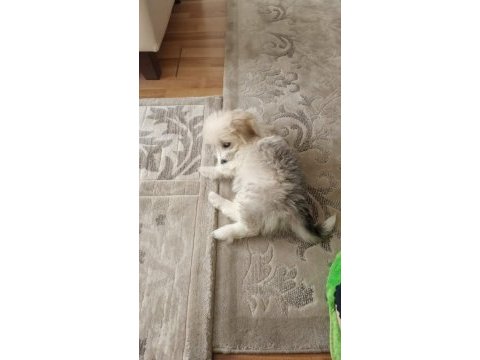 4 aylık dişi terrier köpek