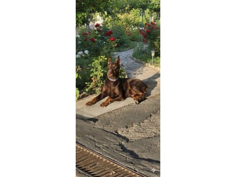 Kızıl doberman bebekler