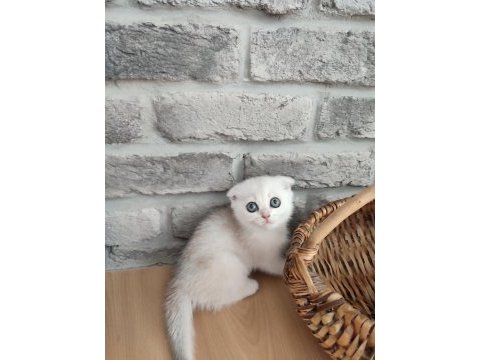 Scottish fold 2 aylık