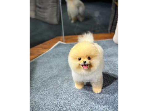 Özel pomeranian yavrular sağlık garantili
