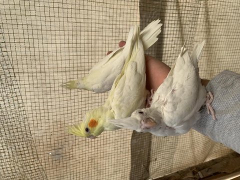 Uyguna sultan papağanı bebekler