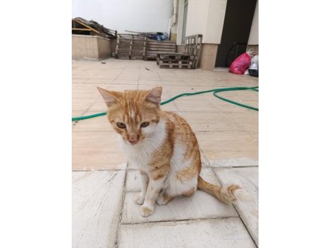 Kedimize acil yuva arıyoruz