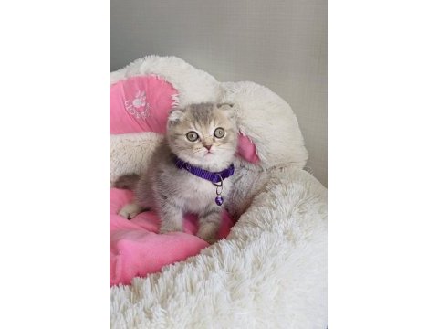 A kalite lılac tabby scotısh fold bebeğim 