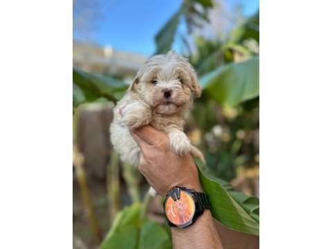 Antalya merkez maltipoo köpeğimiz