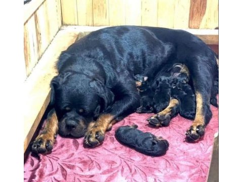 Üretim çiftliğinden rottweiler yavrular